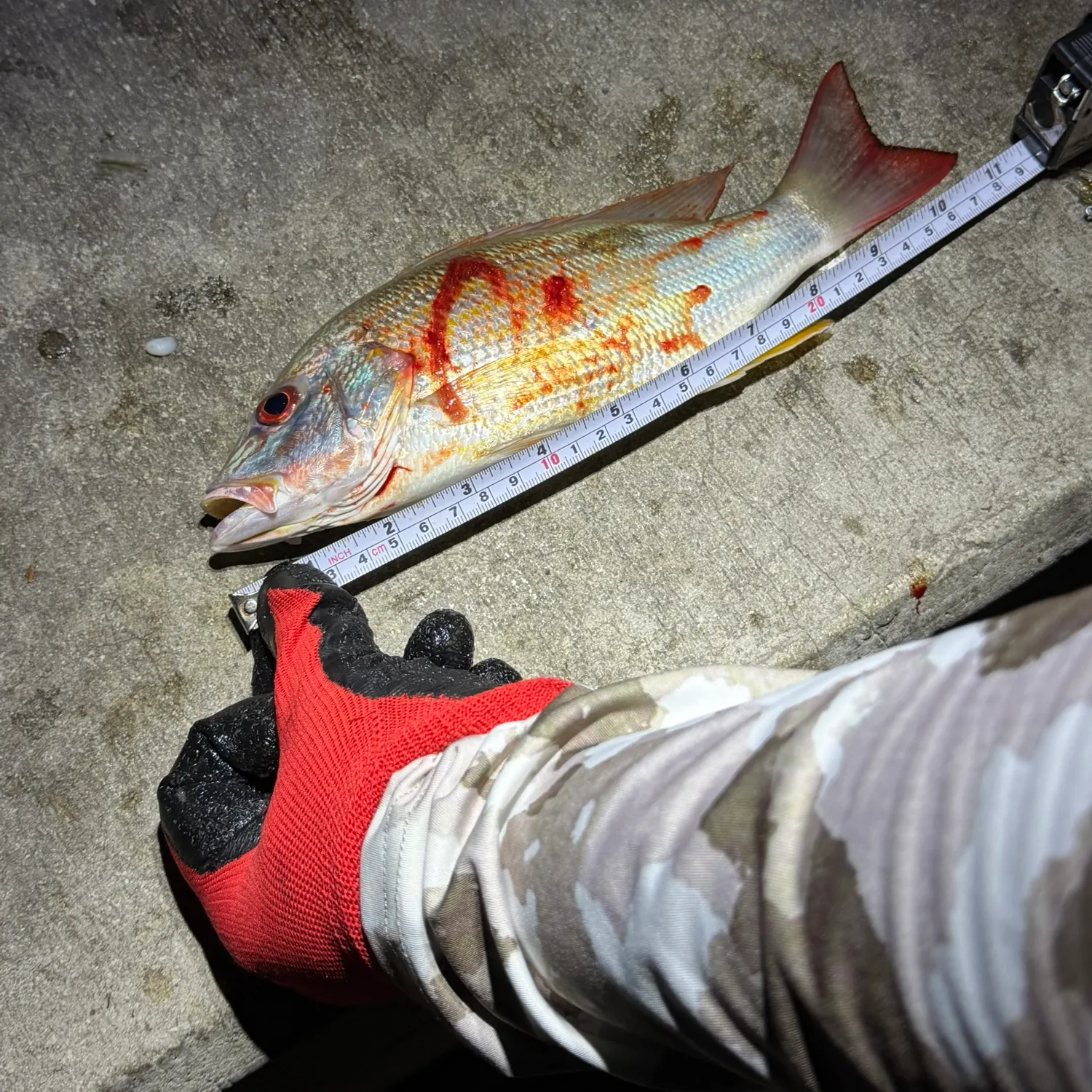 recently logged catches