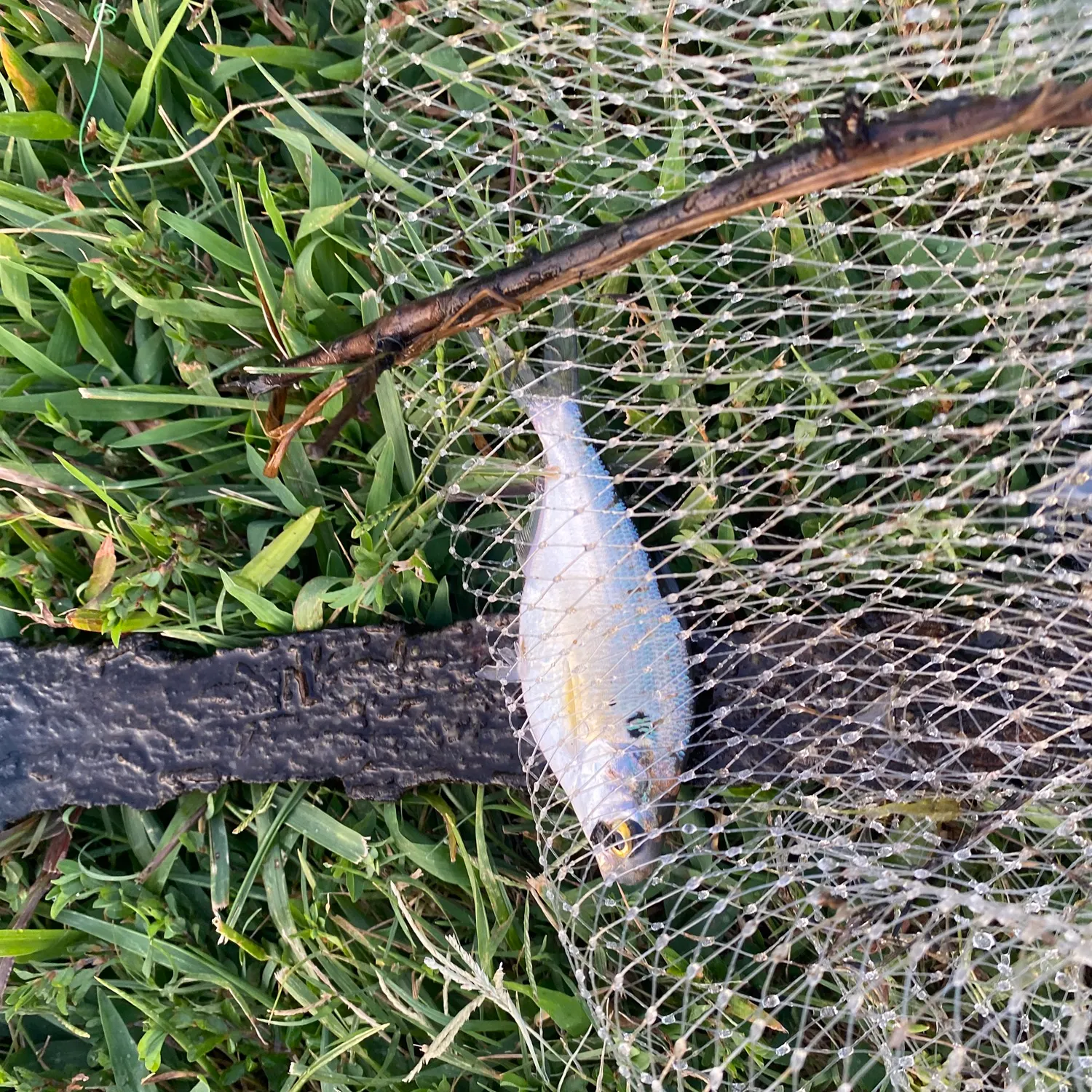 The most recent Threadfin shad catches on Fishbrain