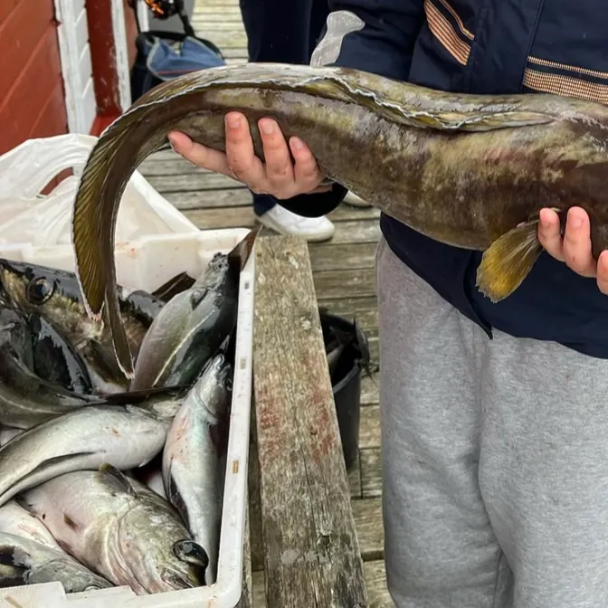 The most recent Cusk catches on Fishbrain