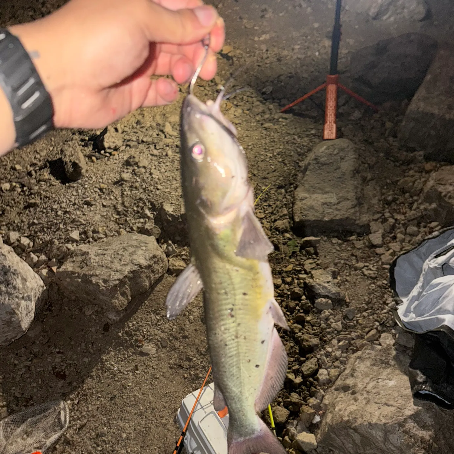catch