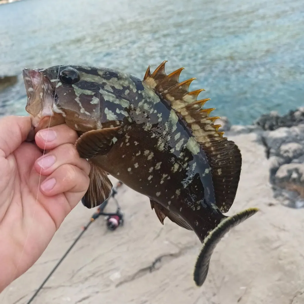 The most recent Dusky grouper catches on Fishbrain