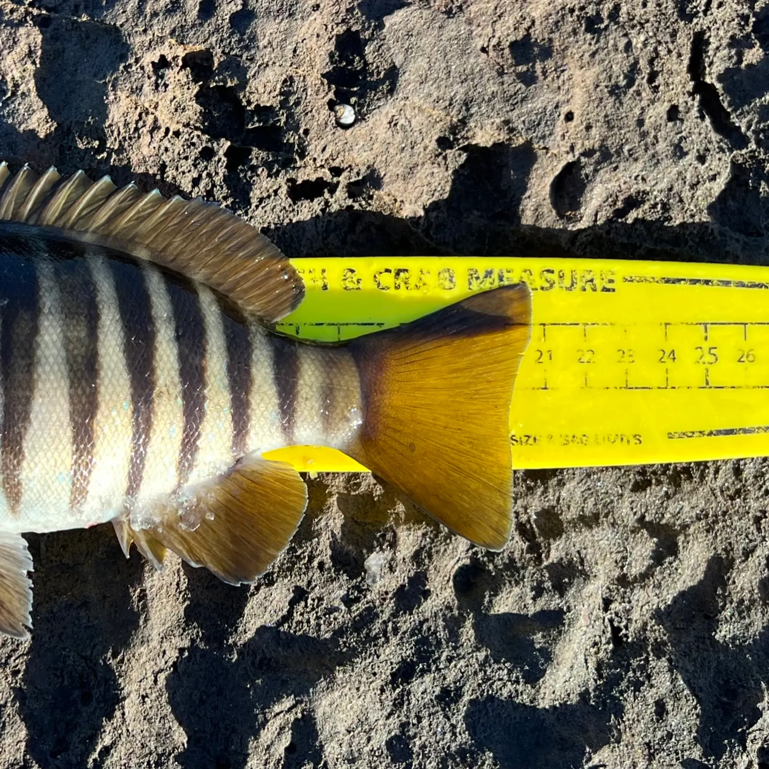 The most recent Zebra fish catches on Fishbrain