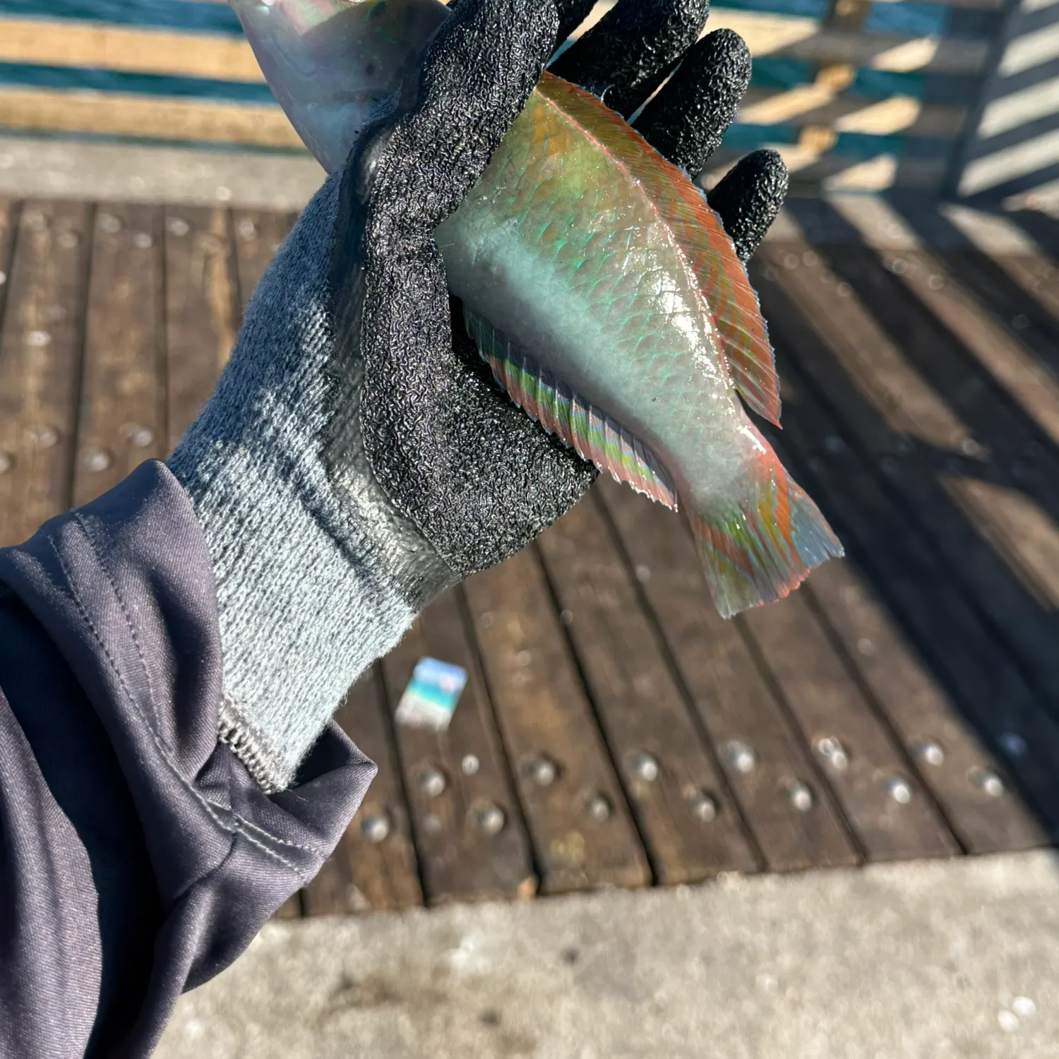 The most recent Stoplight parrotfish catches on Fishbrain