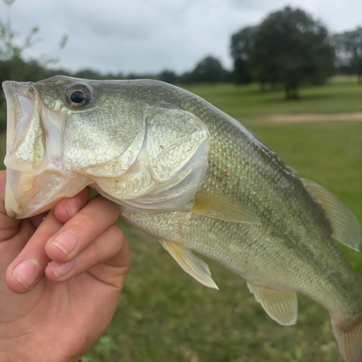 The most recent Largemouth bass catches on Fishbrain