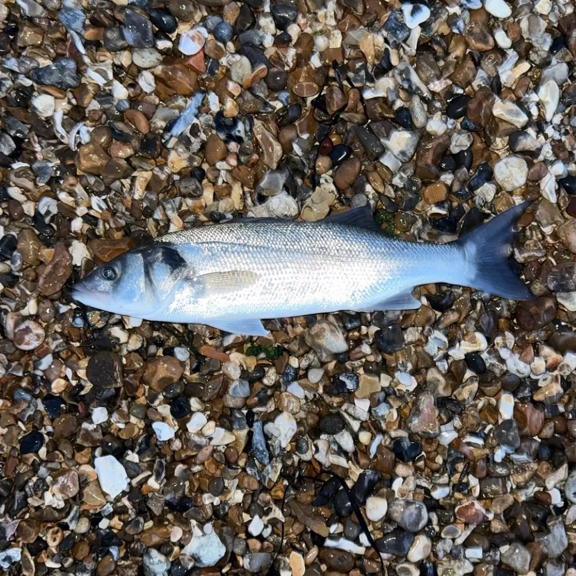 European seabass caught on Fishbrain