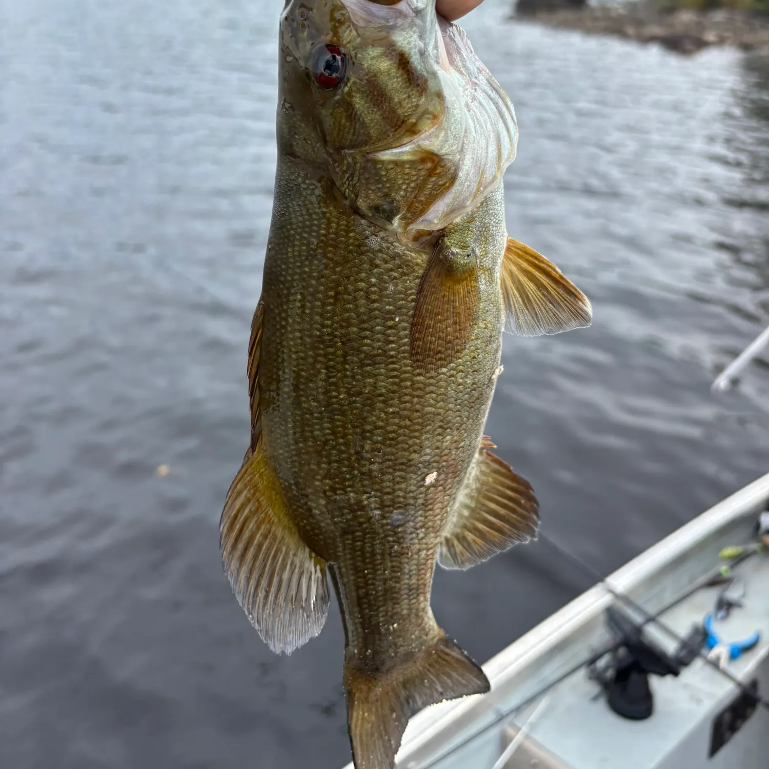 Smallmouth bass caught on Fishbrain