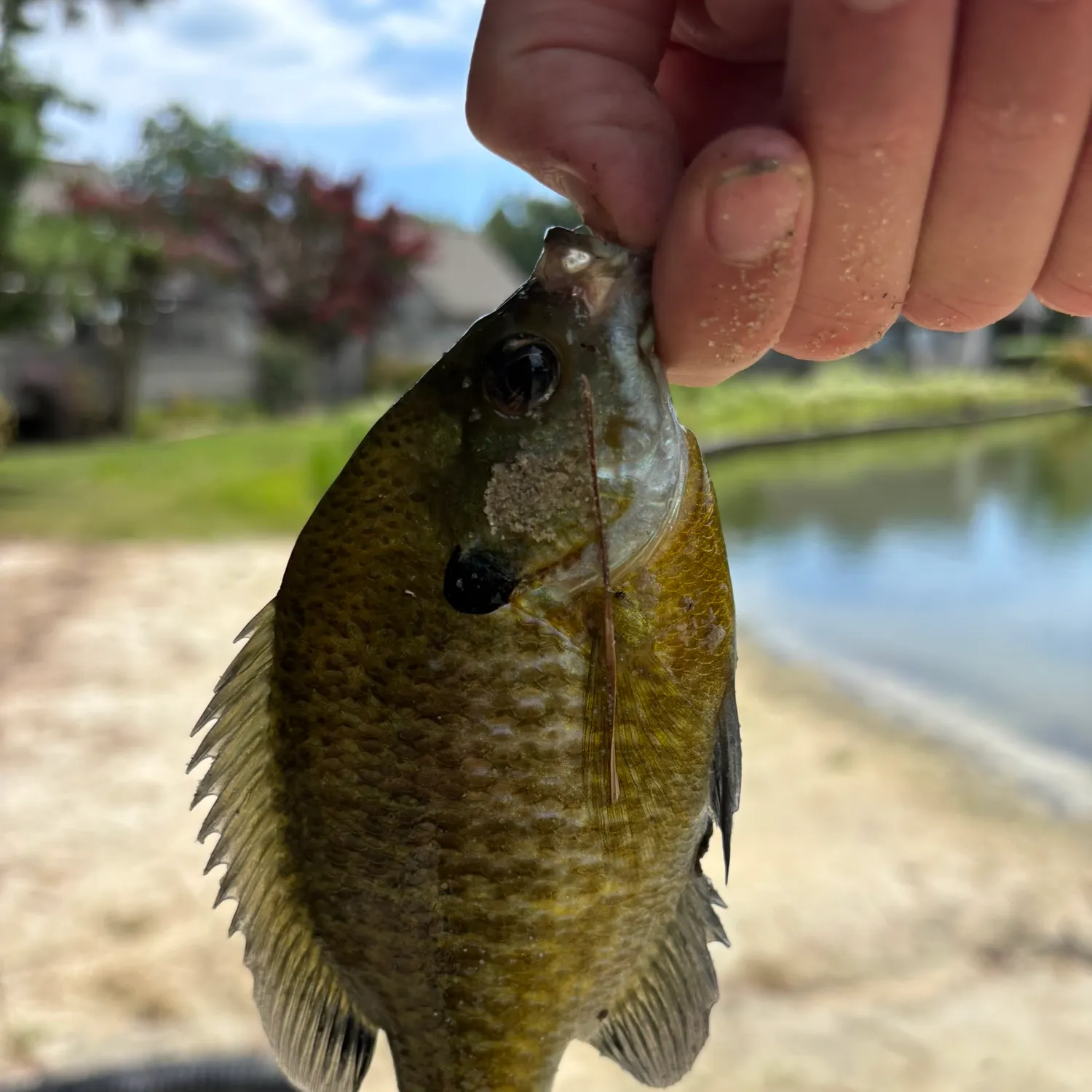 Bluegill caught on Fishbrain