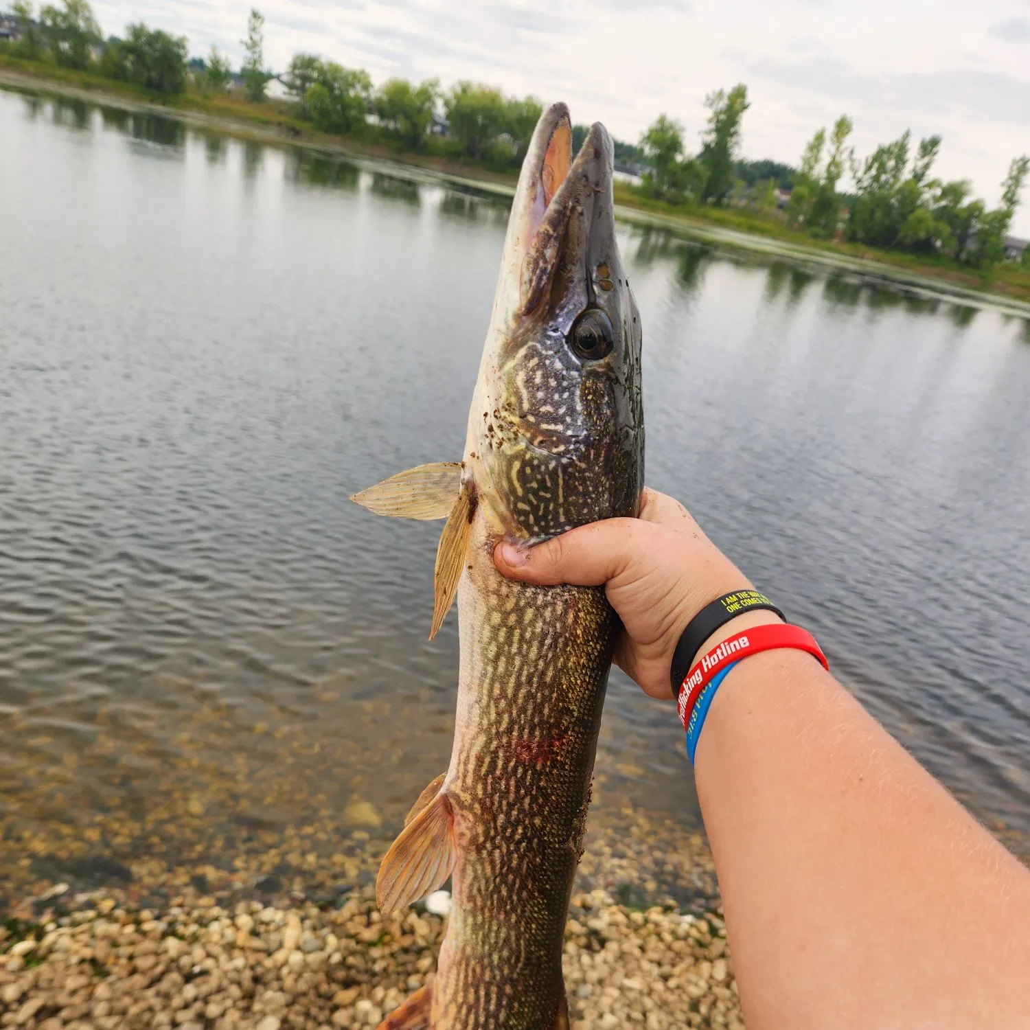 Northern pike caught on Fishbrain