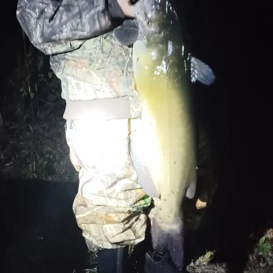 Channel catfish caught on Fishbrain