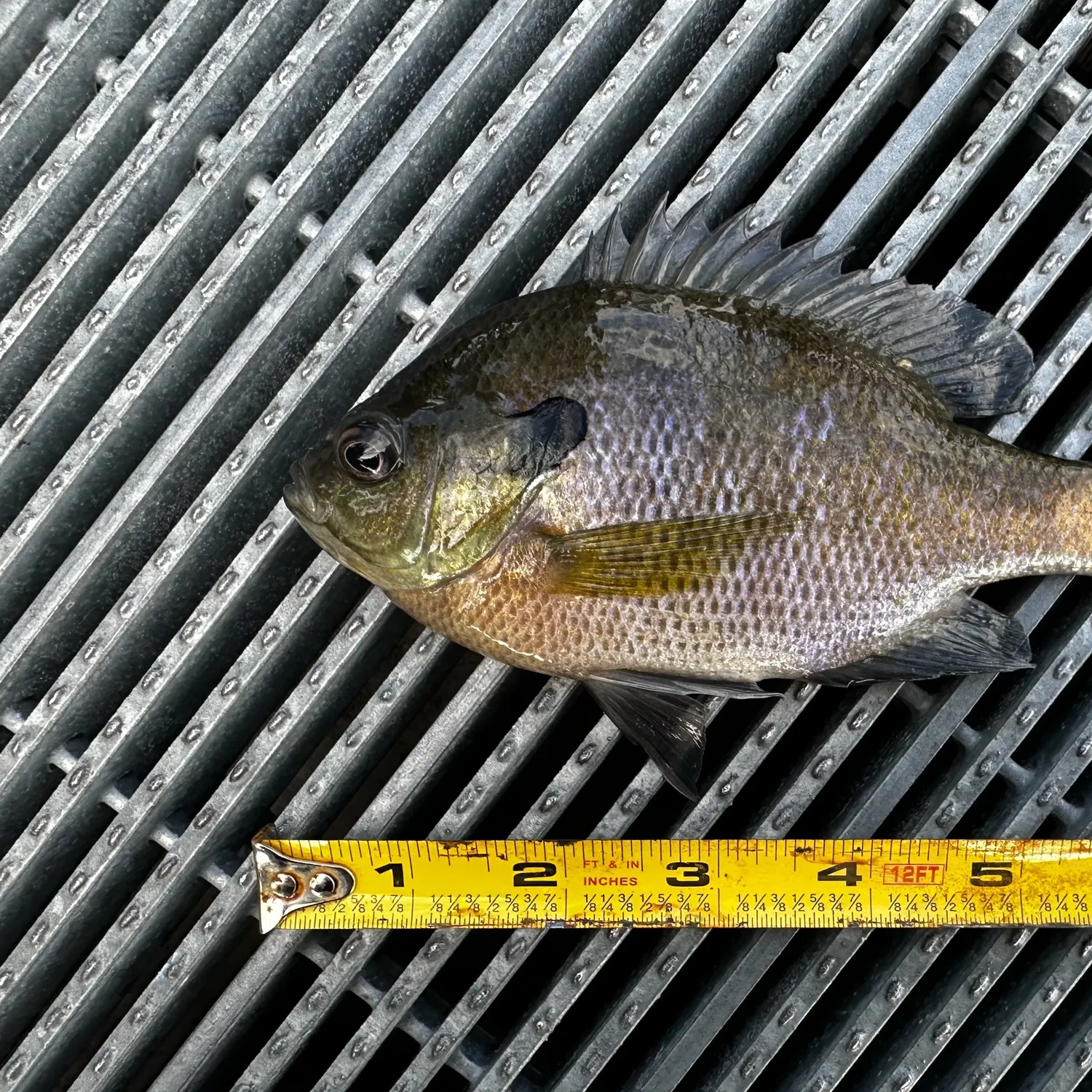 Bluegill caught on Fishbrain