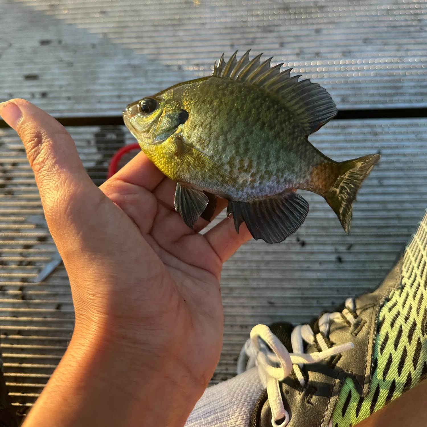 Bluegill caught on Fishbrain