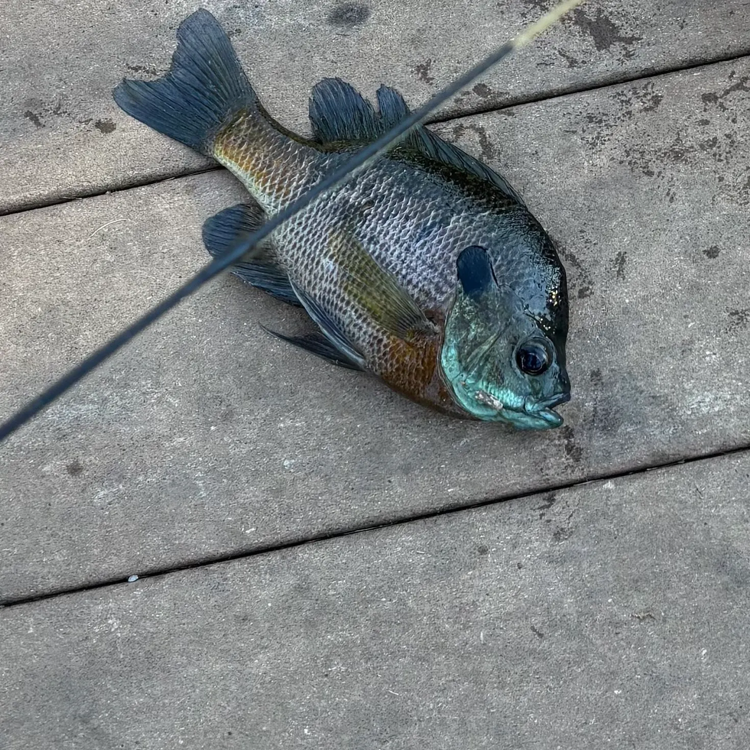 Bluegill caught on Fishbrain