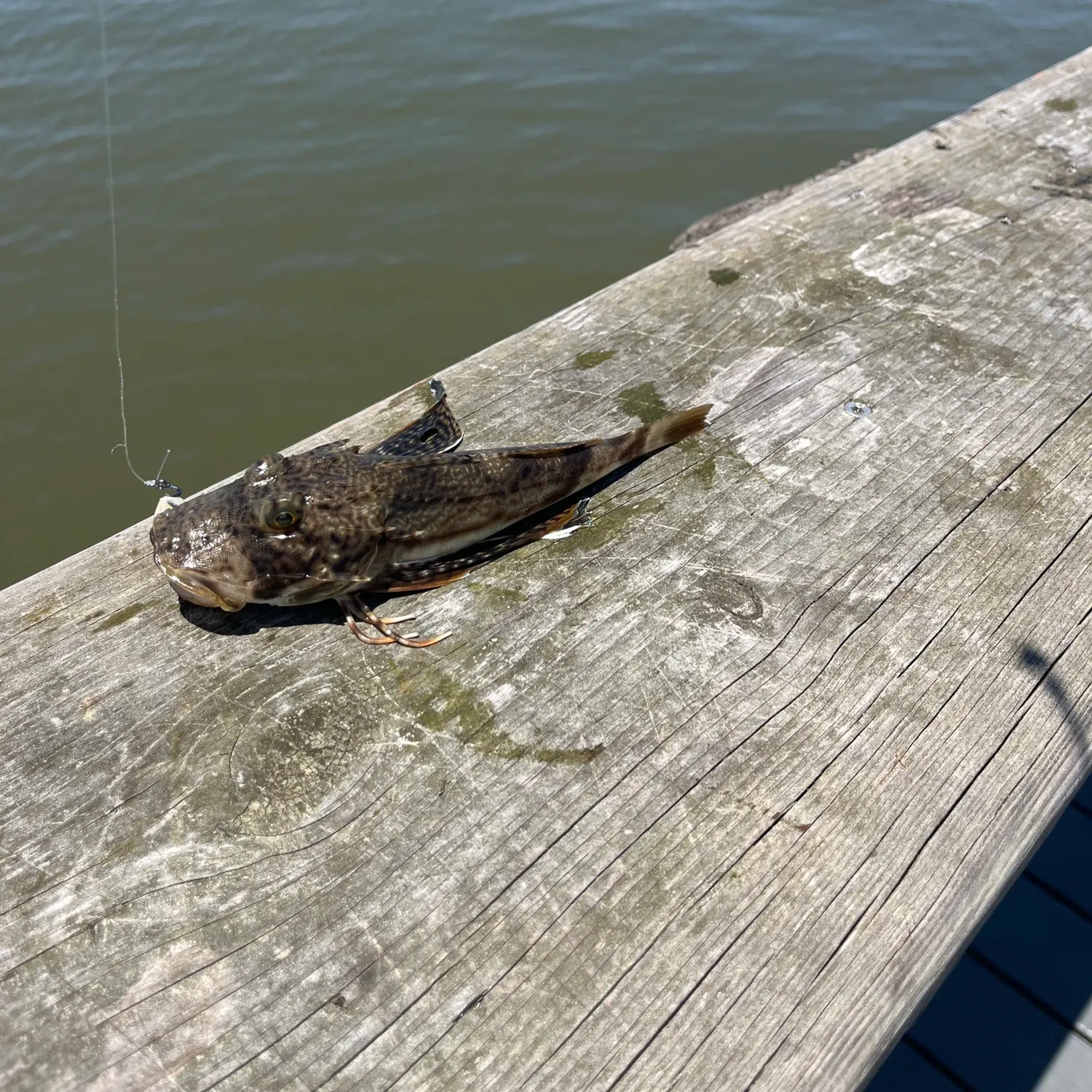 The most recent Striped searobin catches on Fishbrain