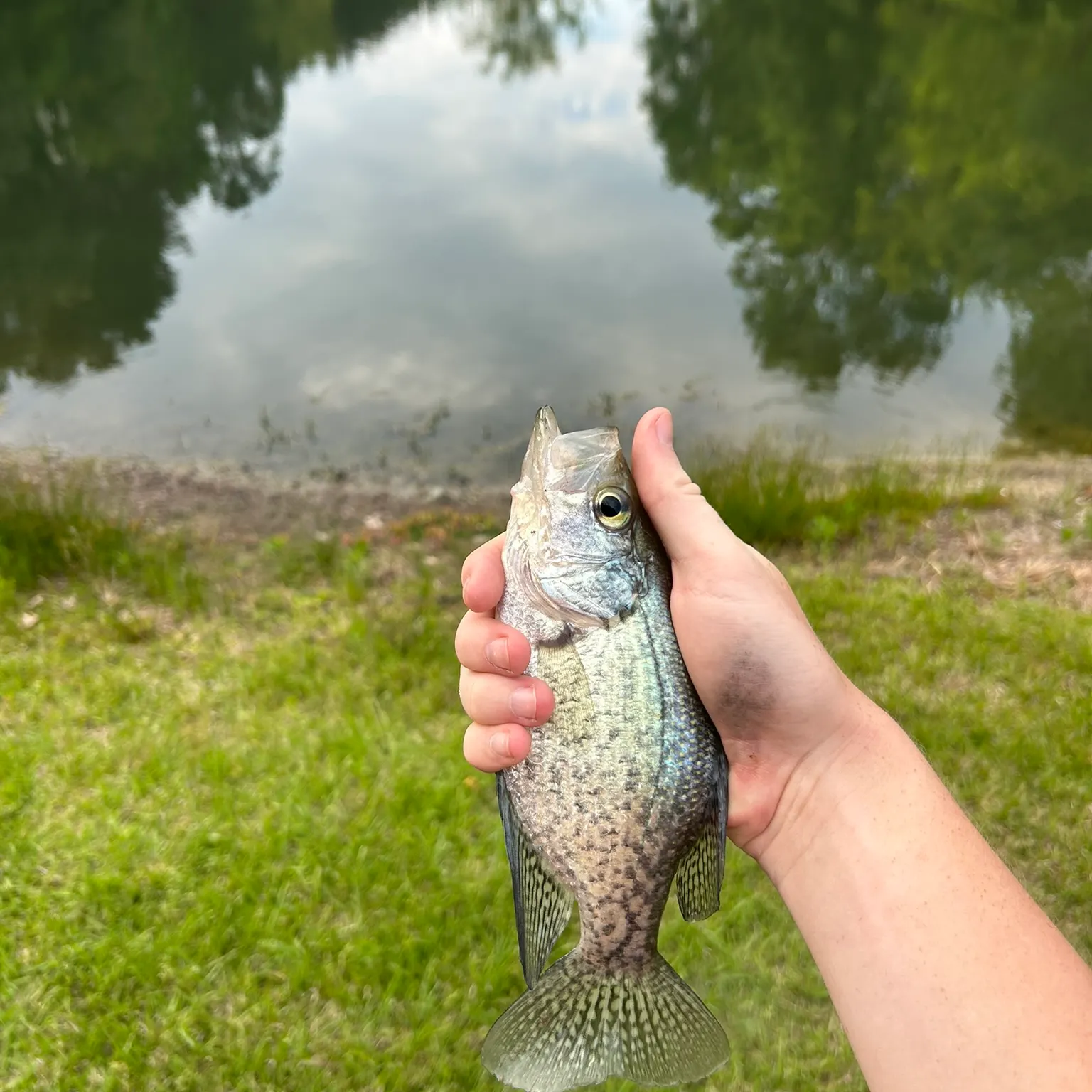 The most recent Black crappie catches on Fishbrain