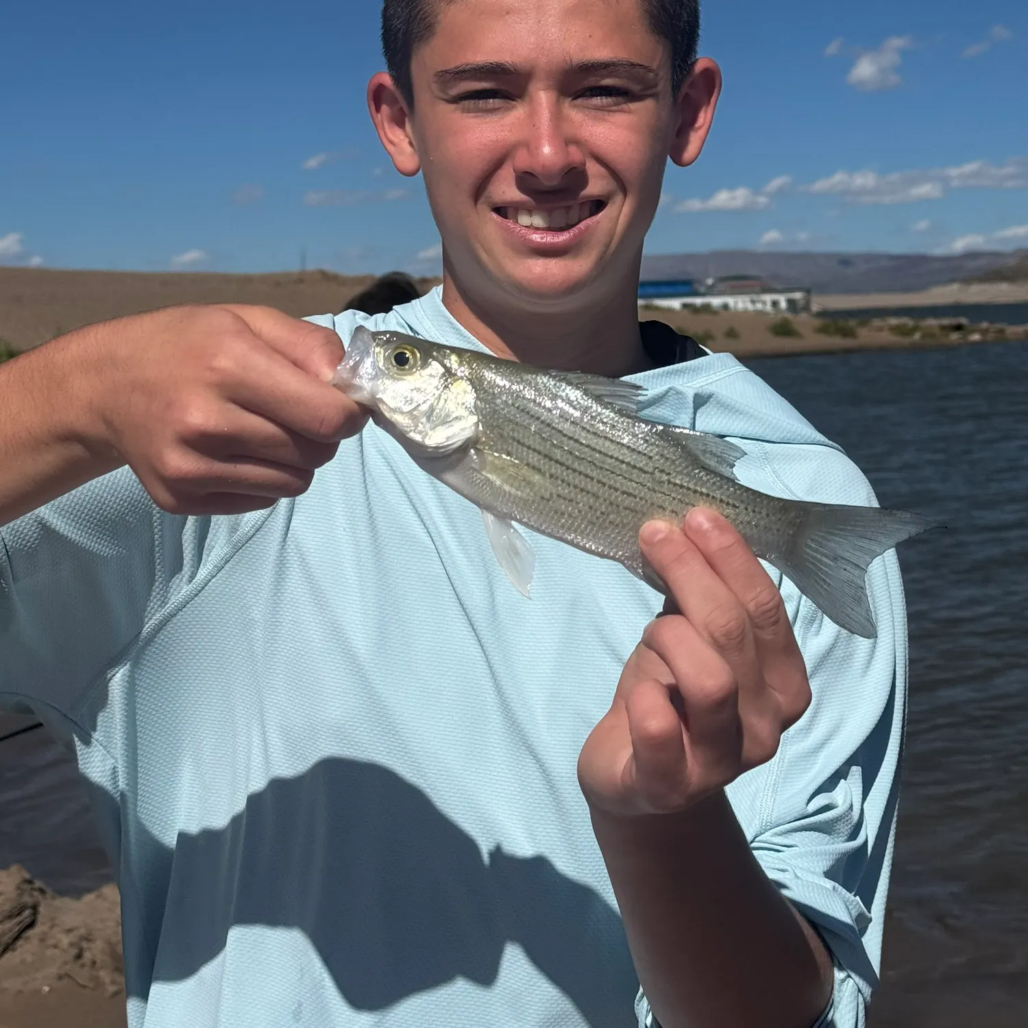 White bass caught on Fishbrain