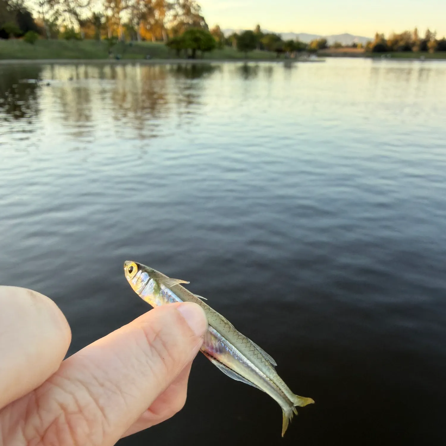The most recent Brook silverside catches on Fishbrain
