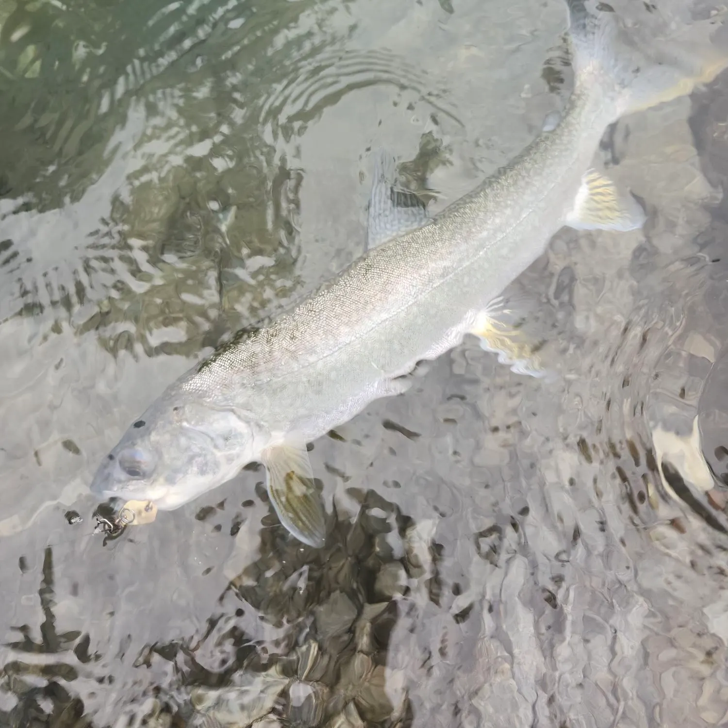 Lake char caught on Fishbrain