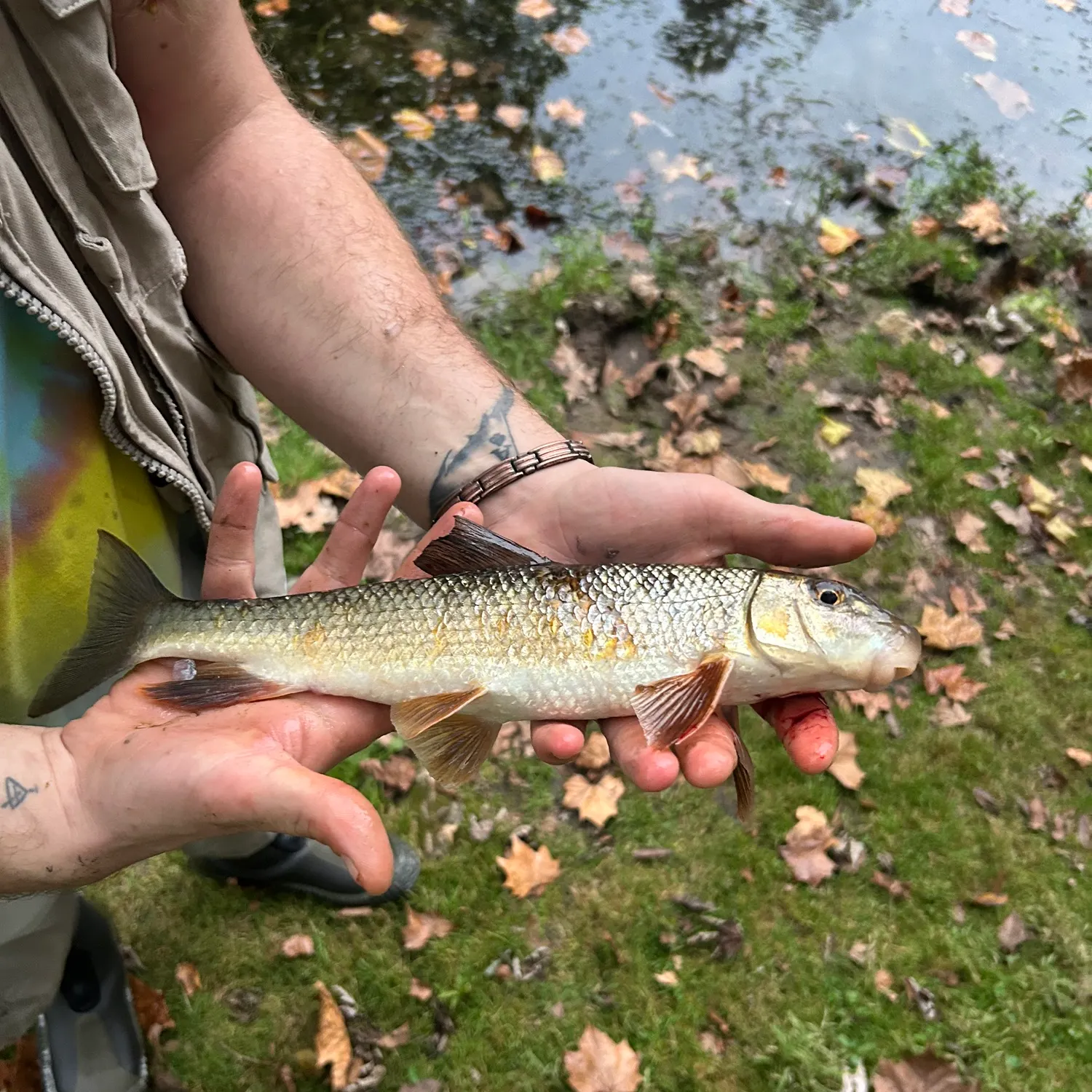 The most recent Golden redhorse catches on Fishbrain