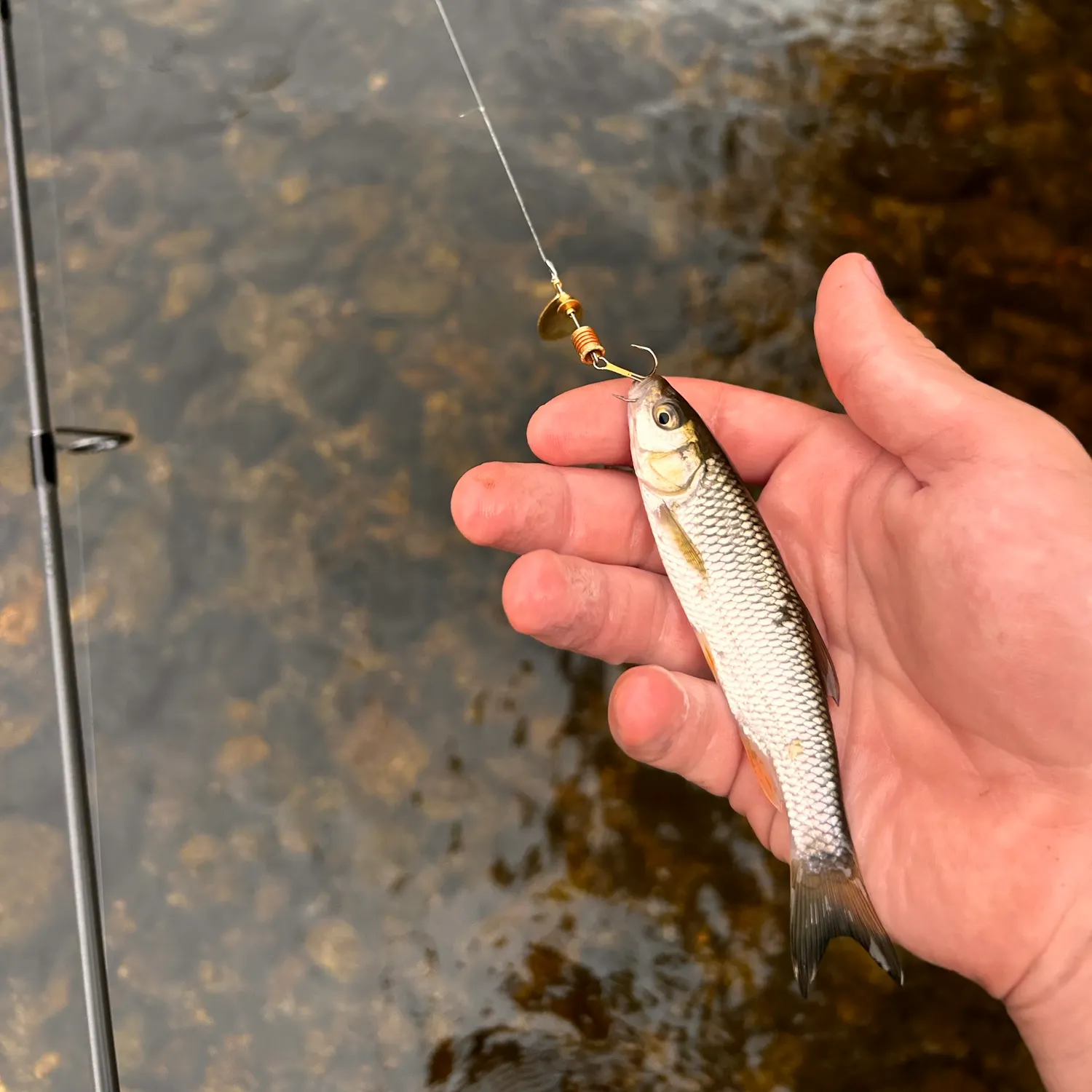 Fish caught on Fishbrain