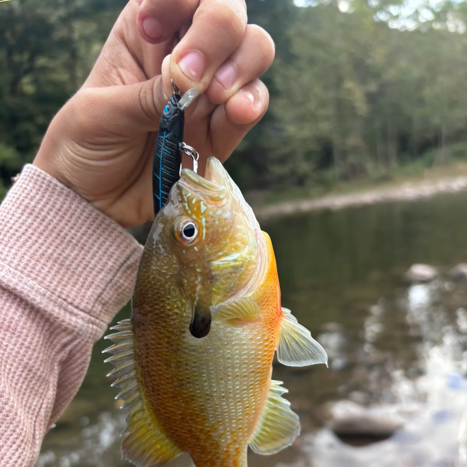 Redbreast sunfish caught on Fishbrain
