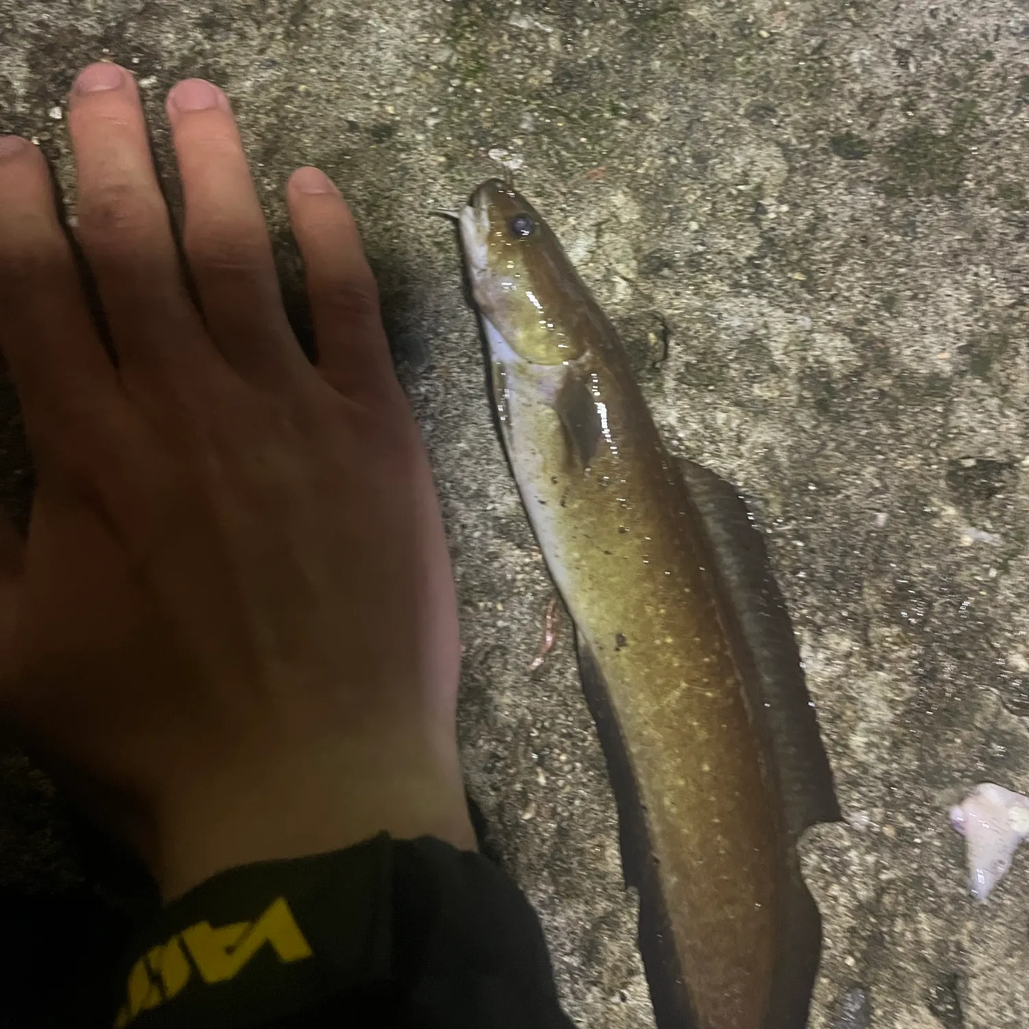 The most recent Three-bearded rockling catches on Fishbrain