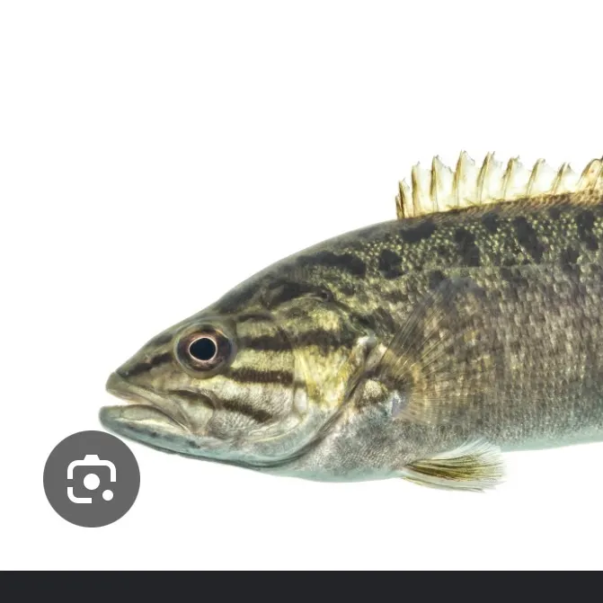Smallmouth bass caught on Fishbrain