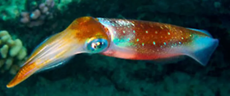 Bigfin reef squid