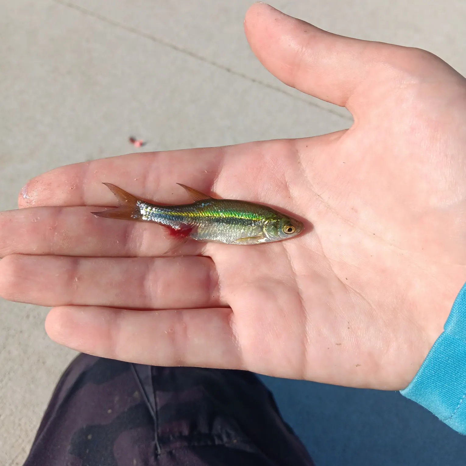 The most recent Blacknose shiner catches on Fishbrain