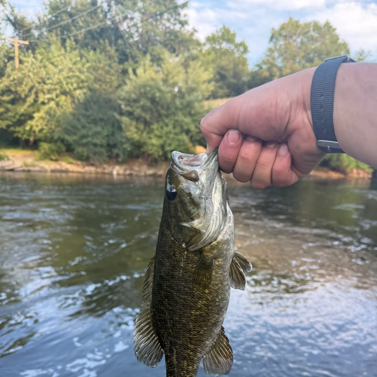 Smallmouth bass caught on Fishbrain