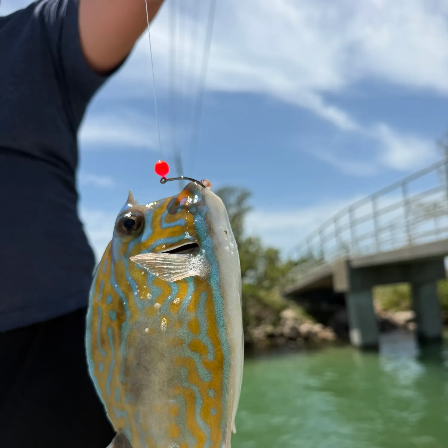 The most recent Scrawled cowfish catches on Fishbrain