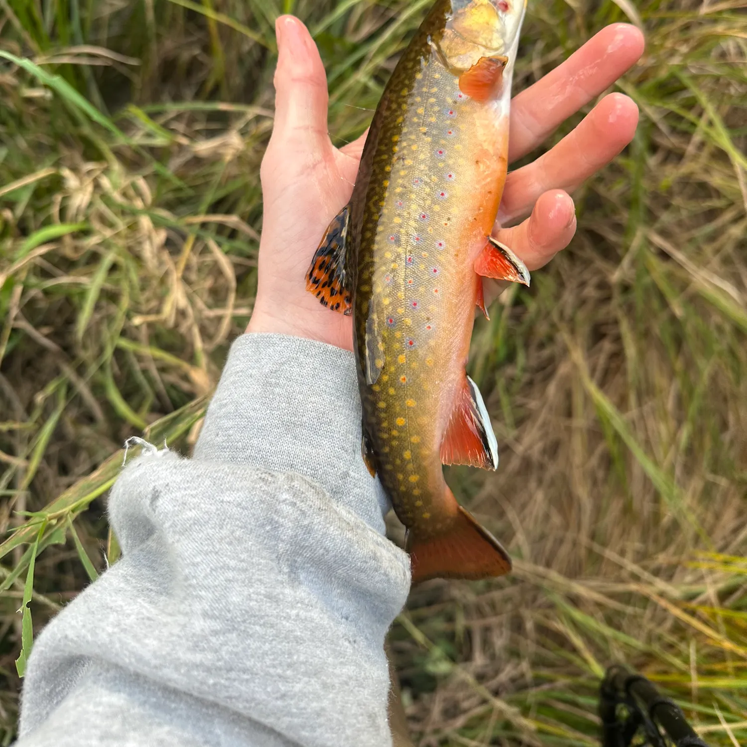 Brook trout caught on Fishbrain