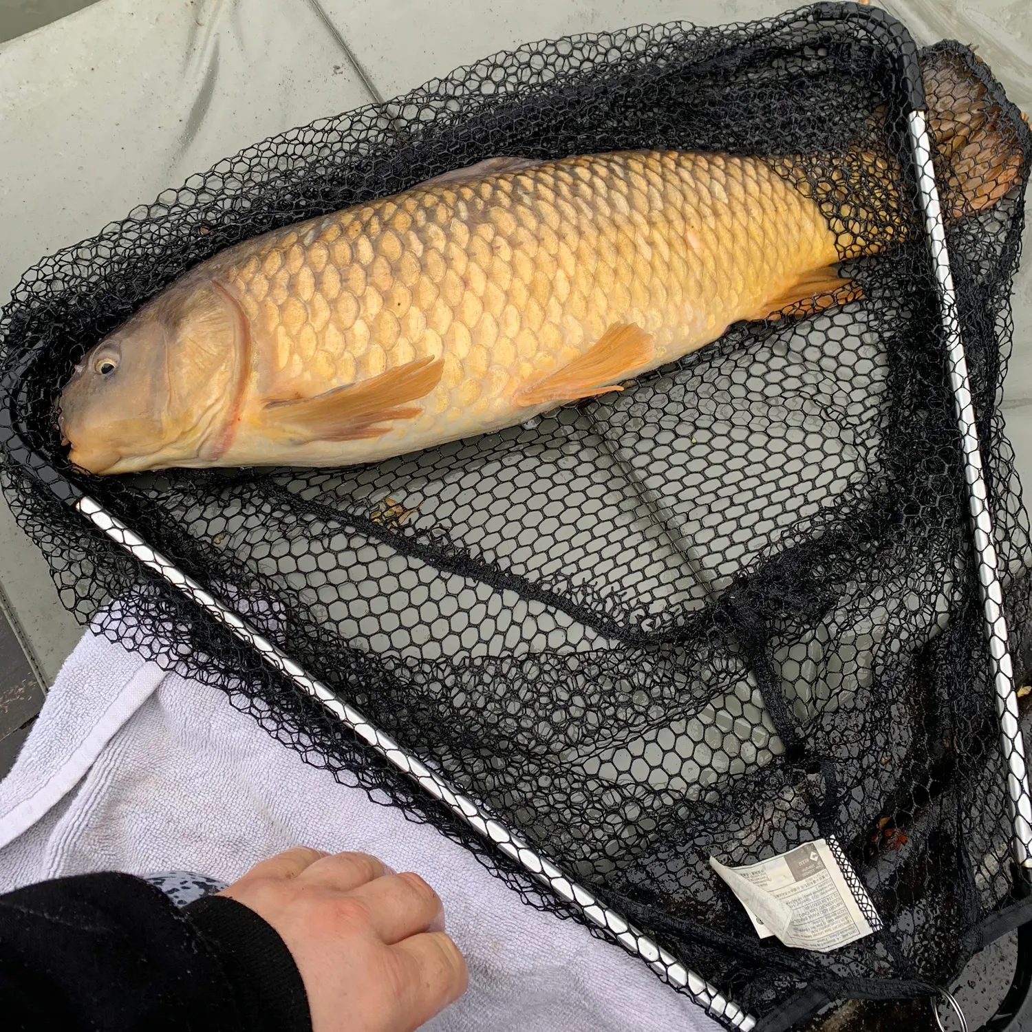 angler catch