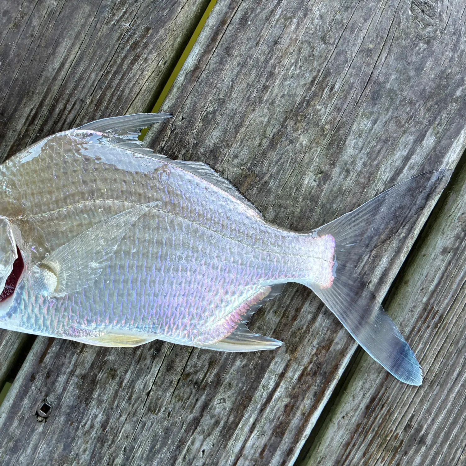 The most recent Irish mojarra catches on Fishbrain