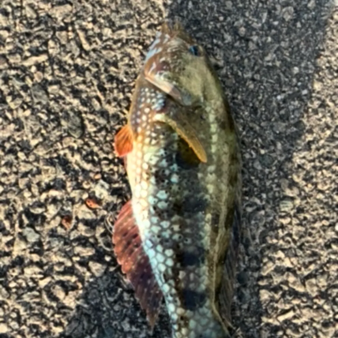 The most recent Rock wrasse catches on Fishbrain