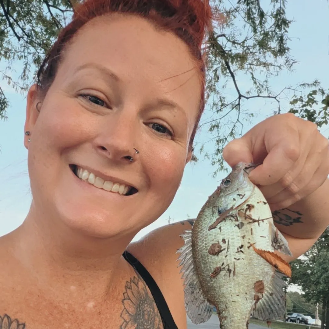 The most recent Longear sunfish catches on Fishbrain