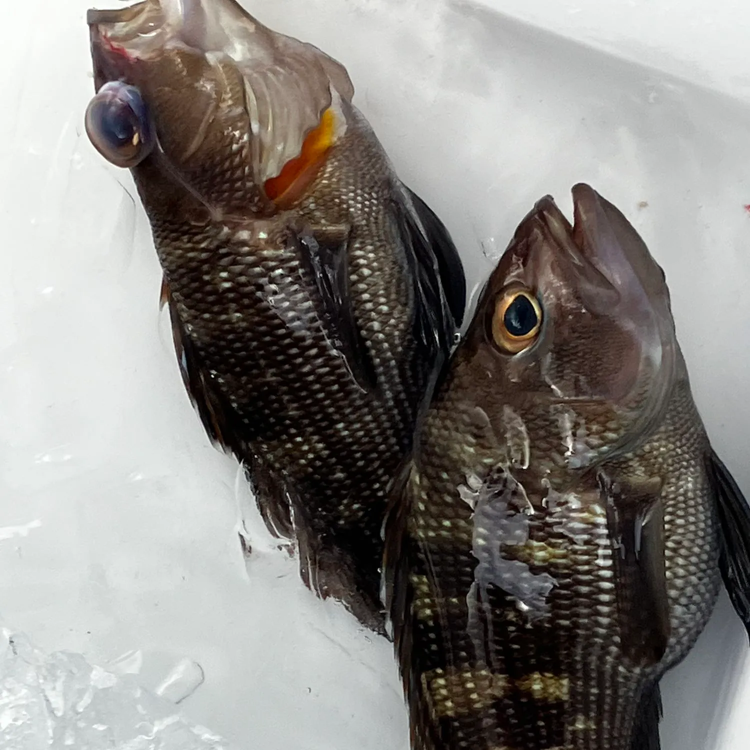 White grunt caught on Fishbrain