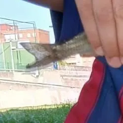 The most recent Atlantic herring catches on Fishbrain