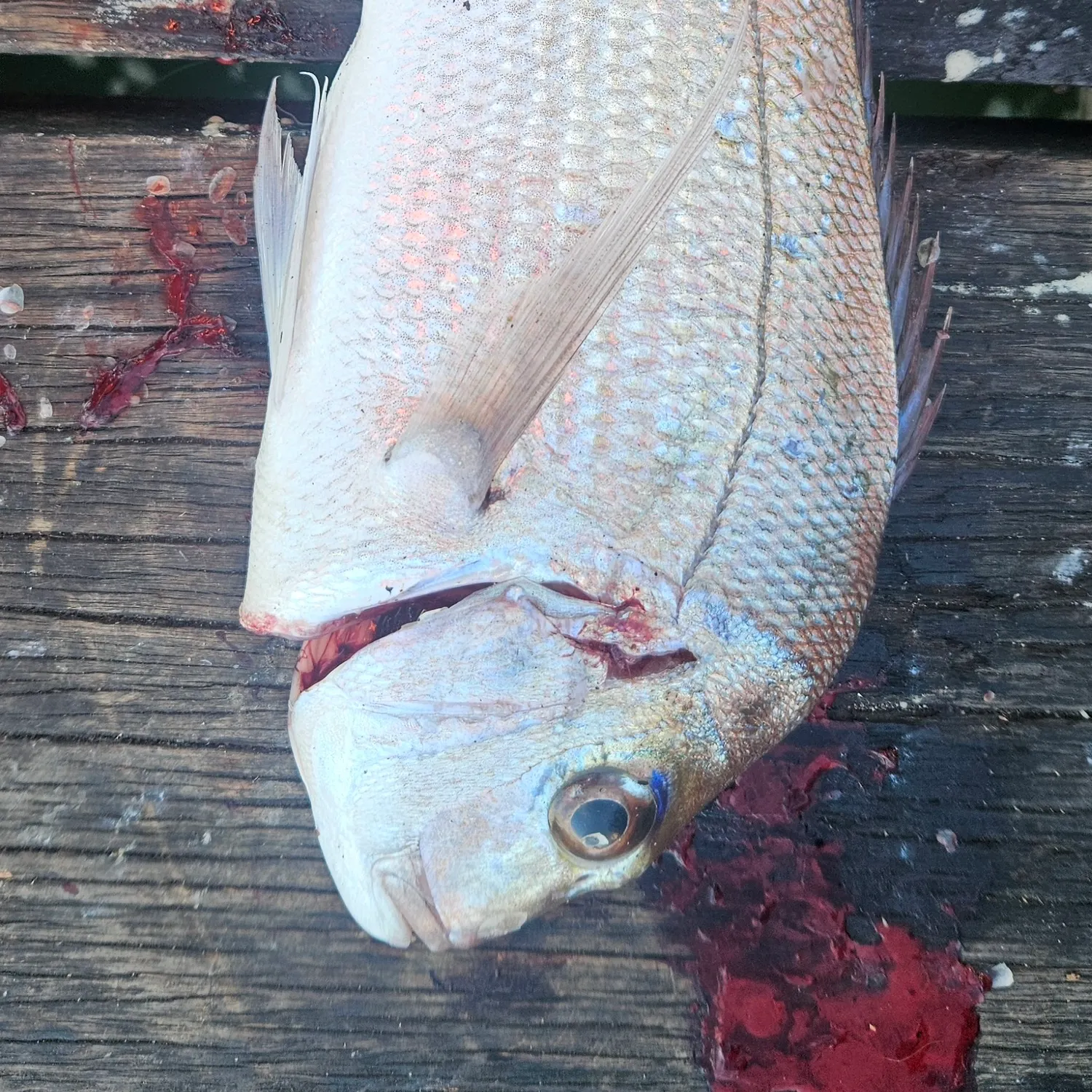Australasian snapper caught on Fishbrain
