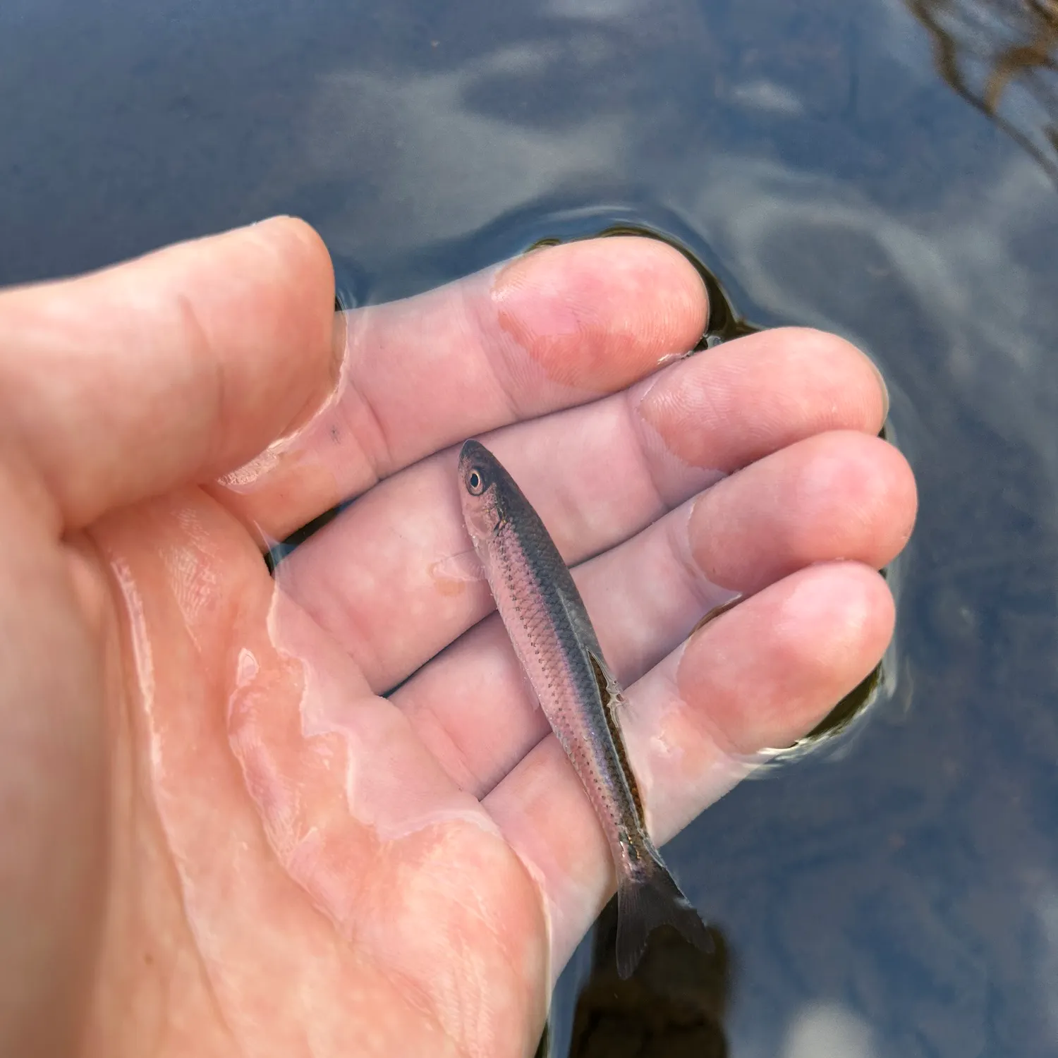 Emerald shiner caught on Fishbrain