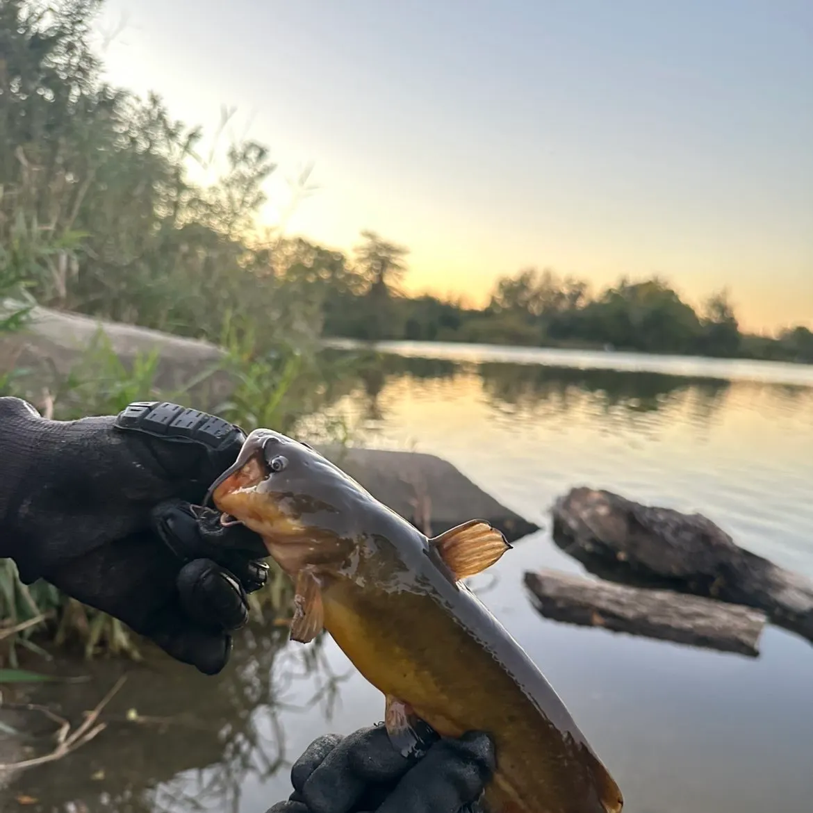 Yellow bullhead caught on Fishbrain