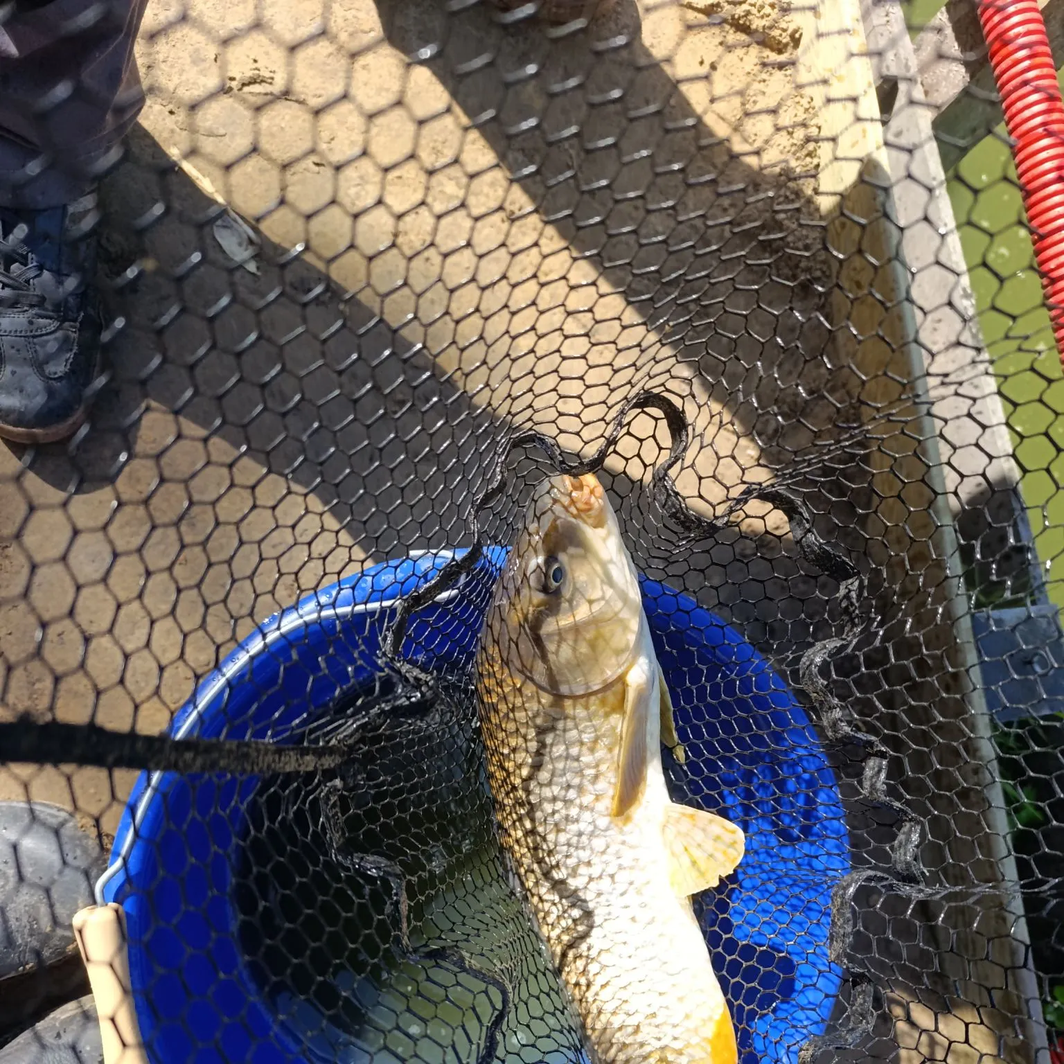 Common carp caught on Fishbrain