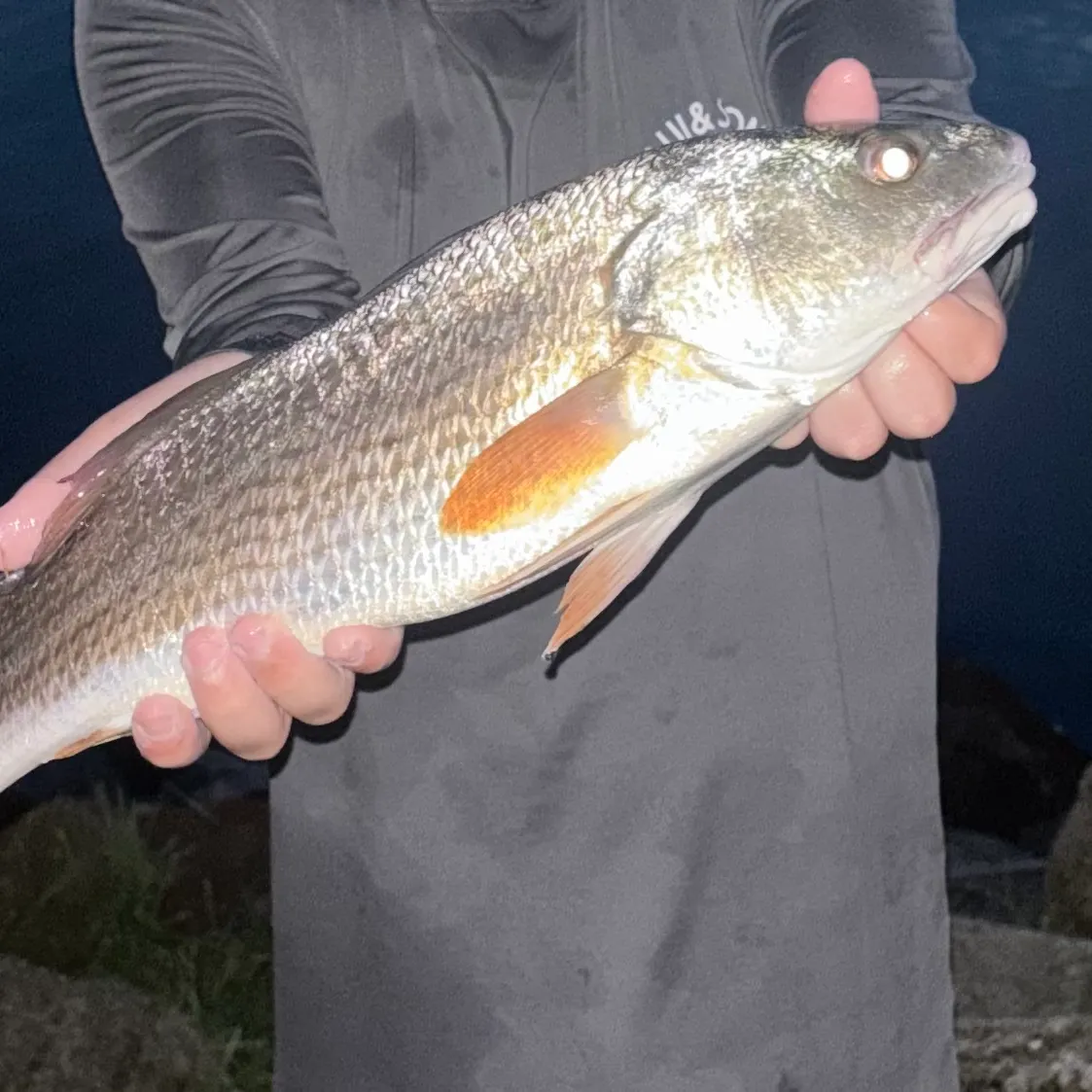 Red drum caught on Fishbrain