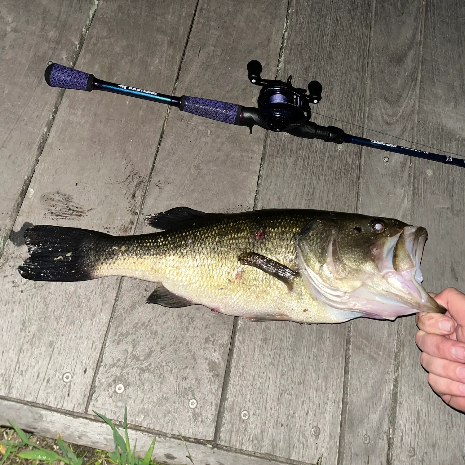 Largemouth bass caught on Fishbrain