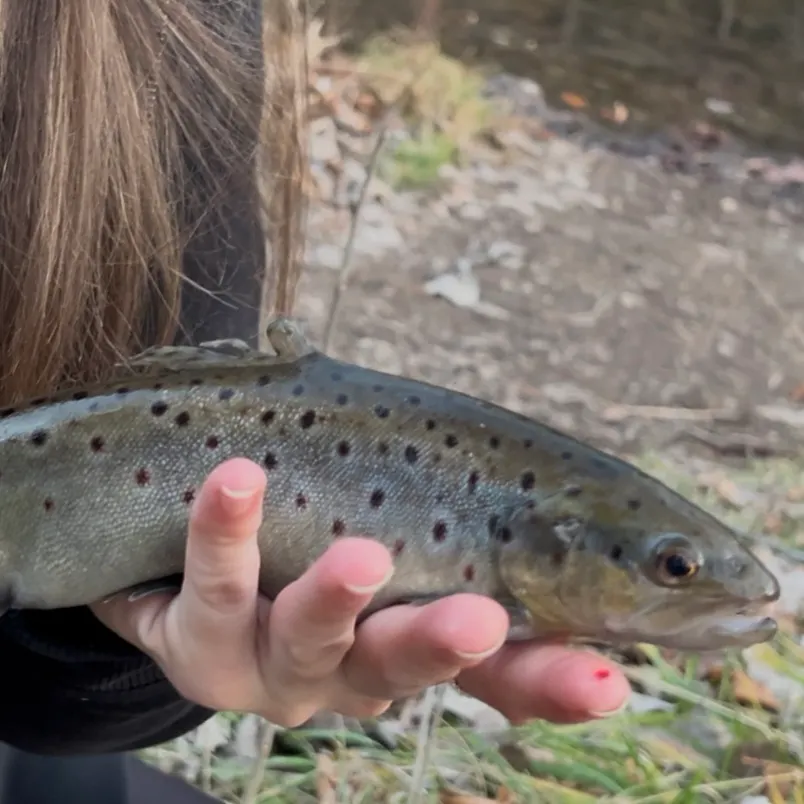 The most recent Brown trout catches on Fishbrain