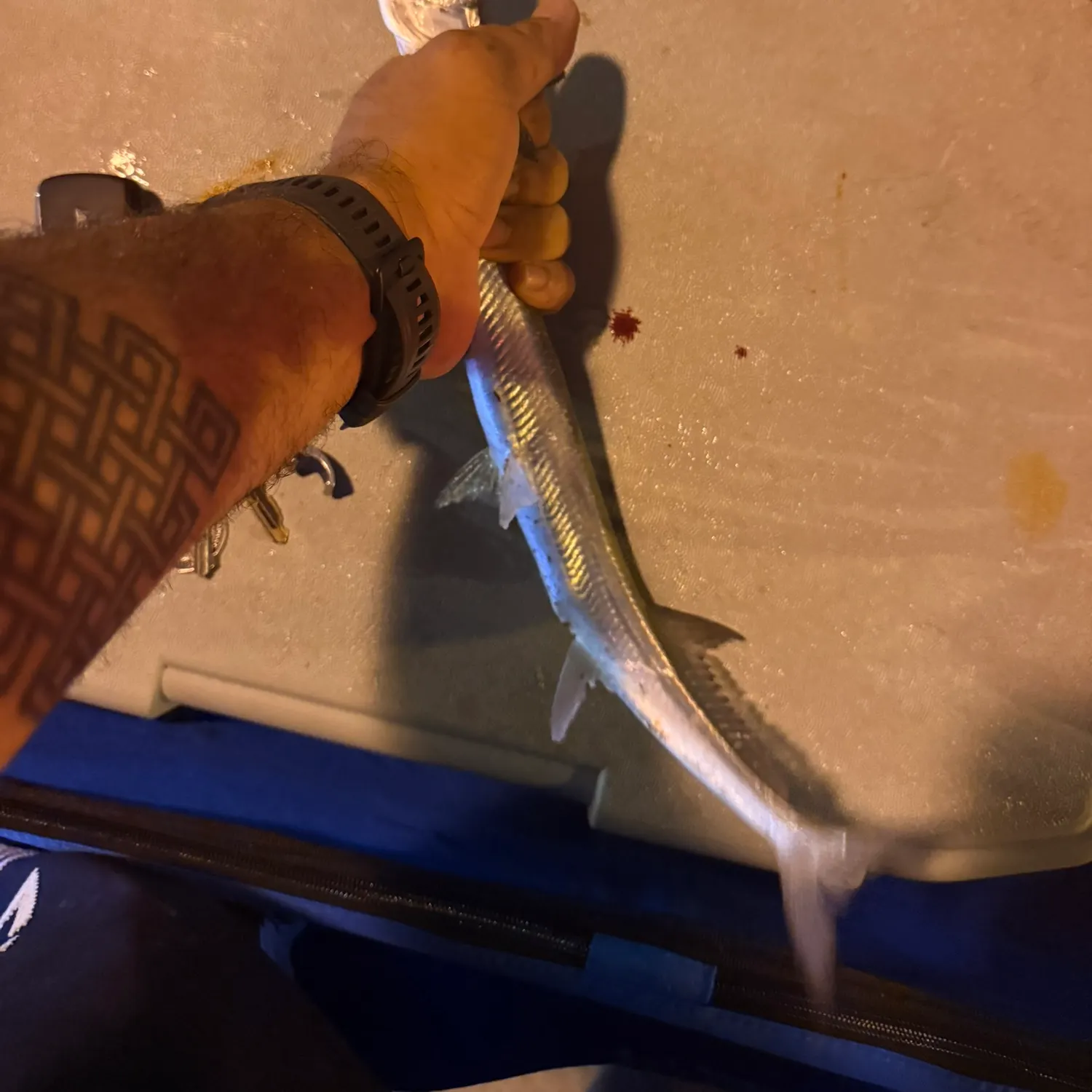 recently logged catches