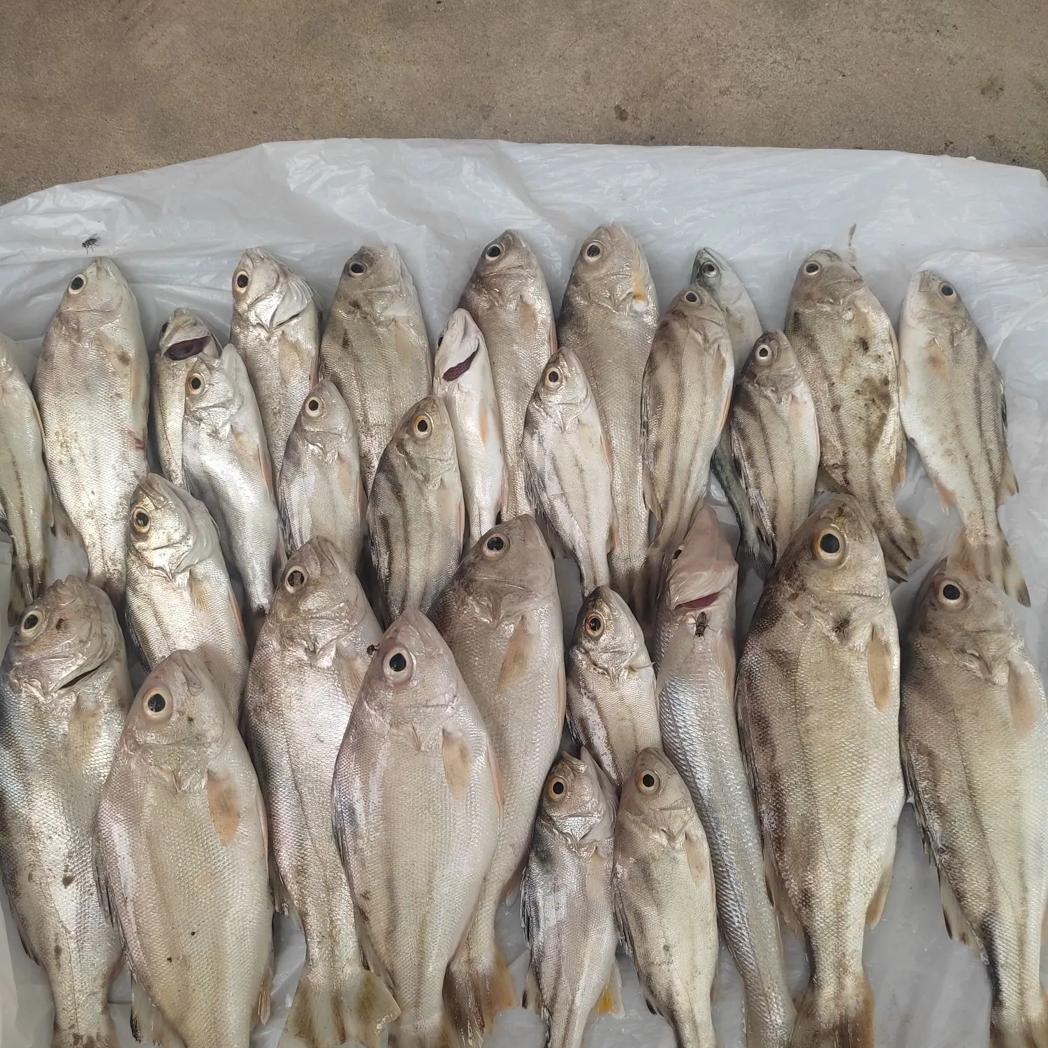 The most recent Jarbua terapon catches on Fishbrain