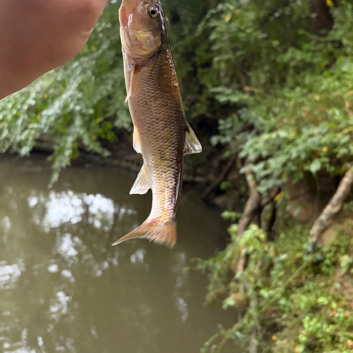 Creek chub caught on Fishbrain