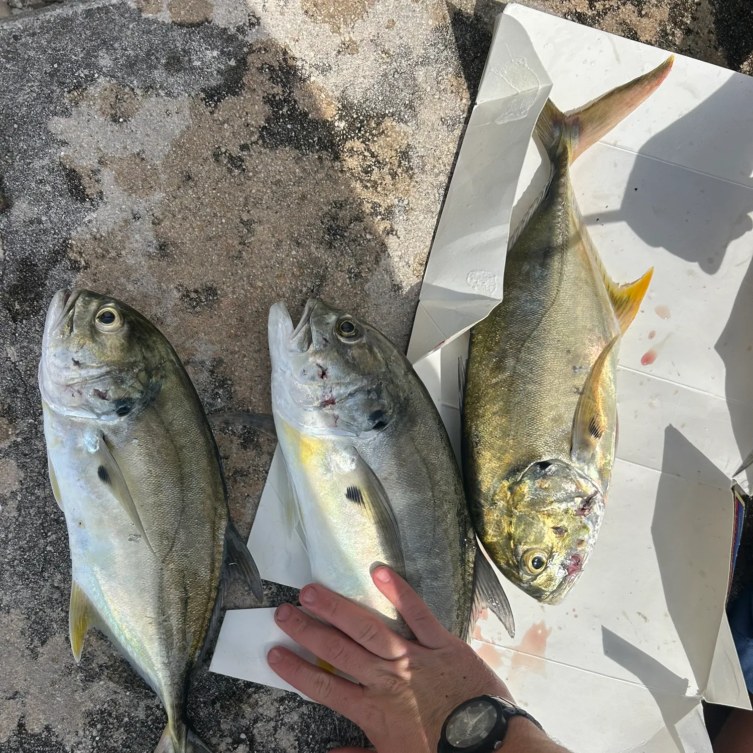 recently logged catches