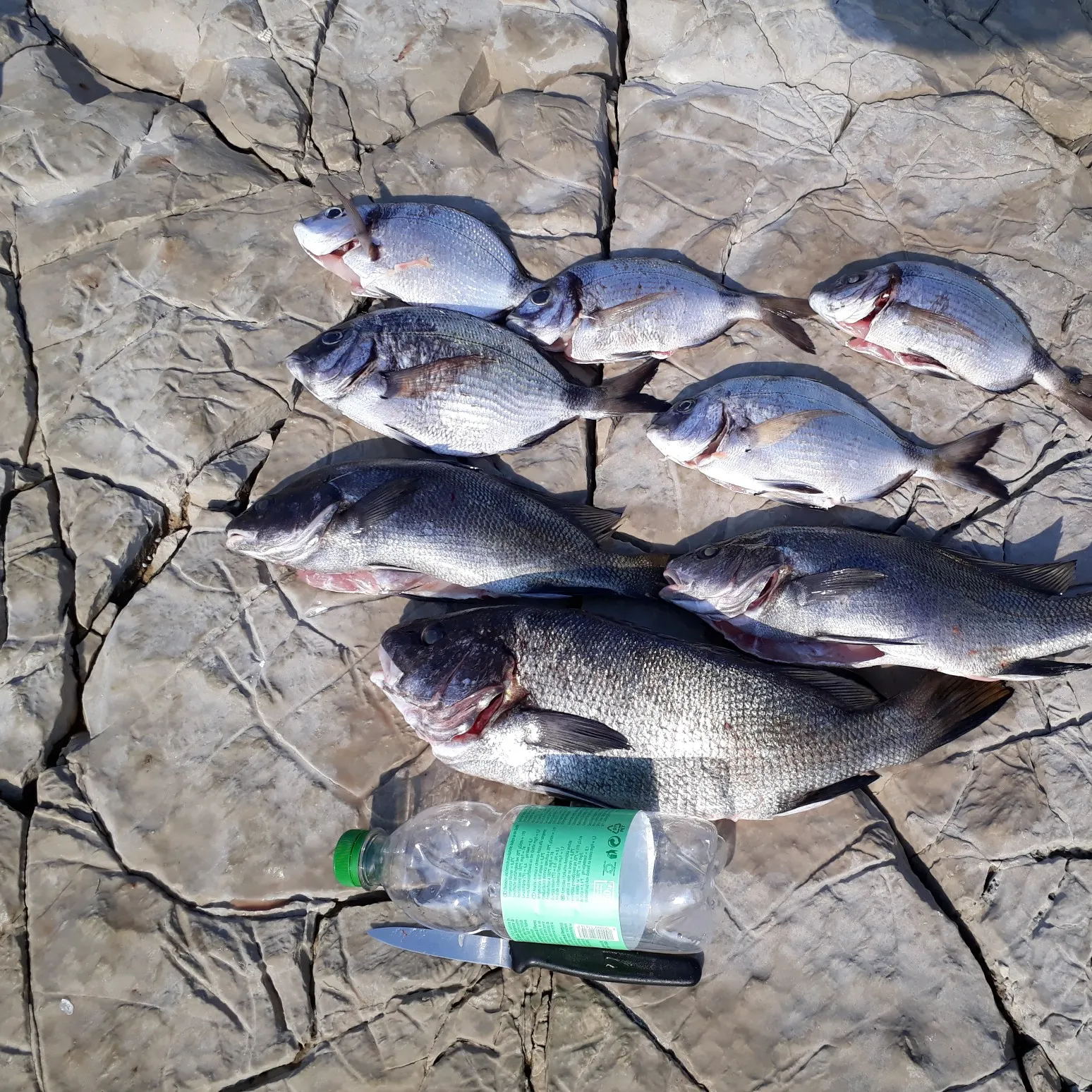 recently logged catches