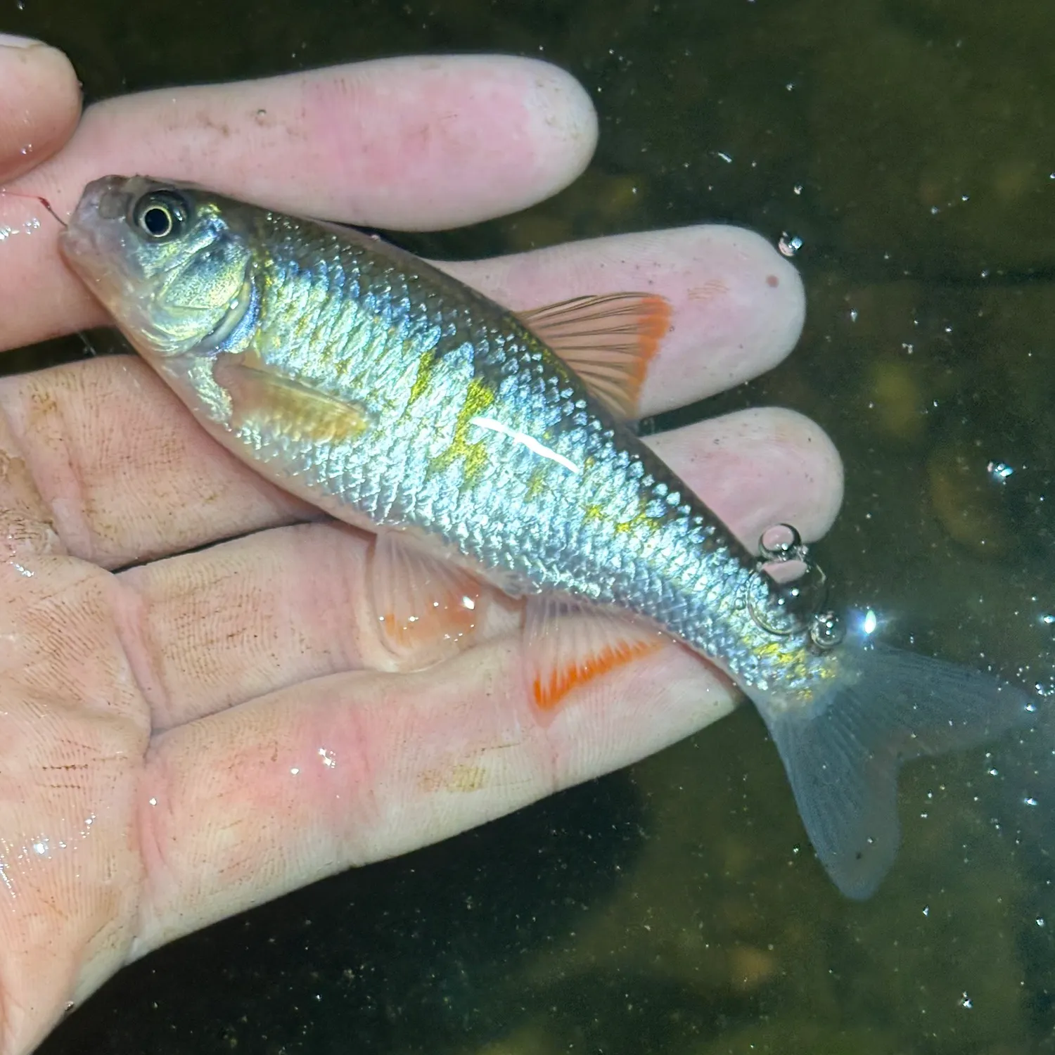The most recent Common shiner catches on Fishbrain
